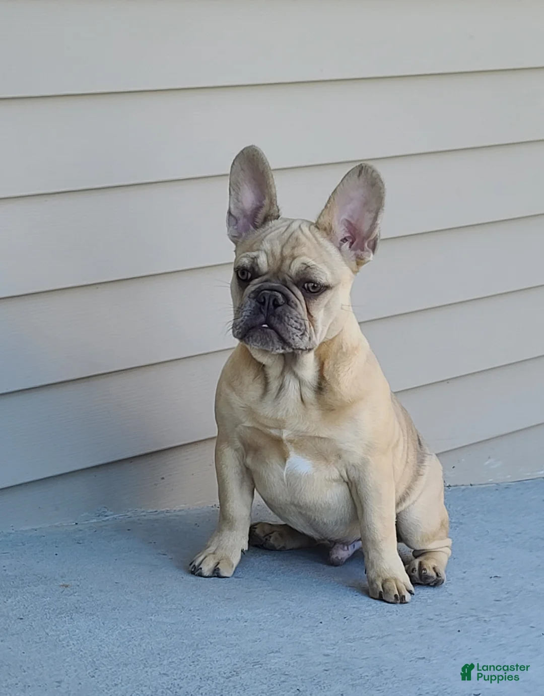 French Bulldog dogs for sale: Coco merle male - Ad 1