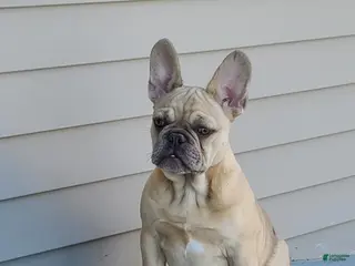 French Bulldog dogs for sale: Coco merle male - Ad 1