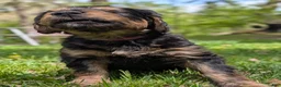 Mixed Breed dogs for sale: Winnie  - Ad 6