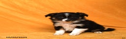 Miniature Australian Shepherd dogs for sale: Wripples - Ad 2