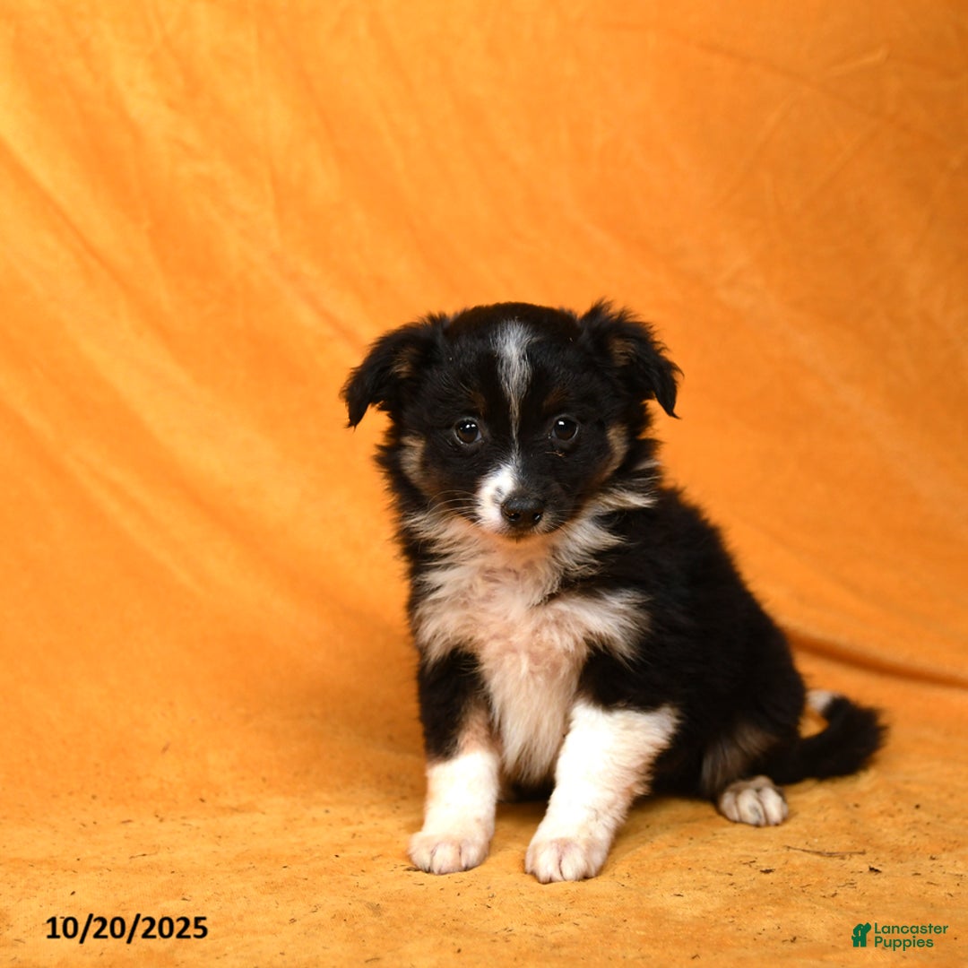 Miniature Australian Shepherd dogs for sale: Wripples - Ad 2
