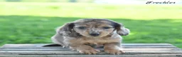 Miniature Dachshund dogs for sale: Freckles  - Ad 3