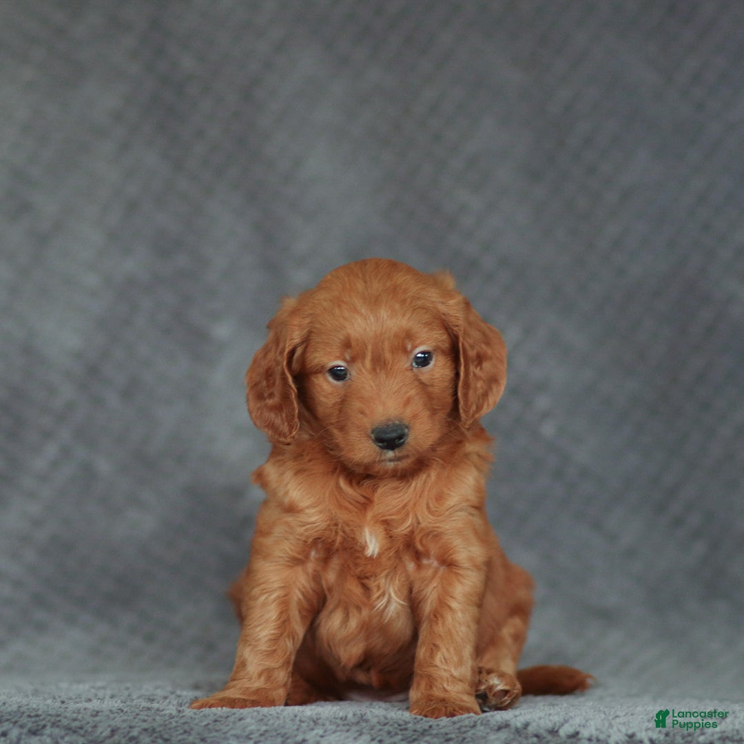 Mini Goldendoodle dogs for sale: Robin - Ad 2