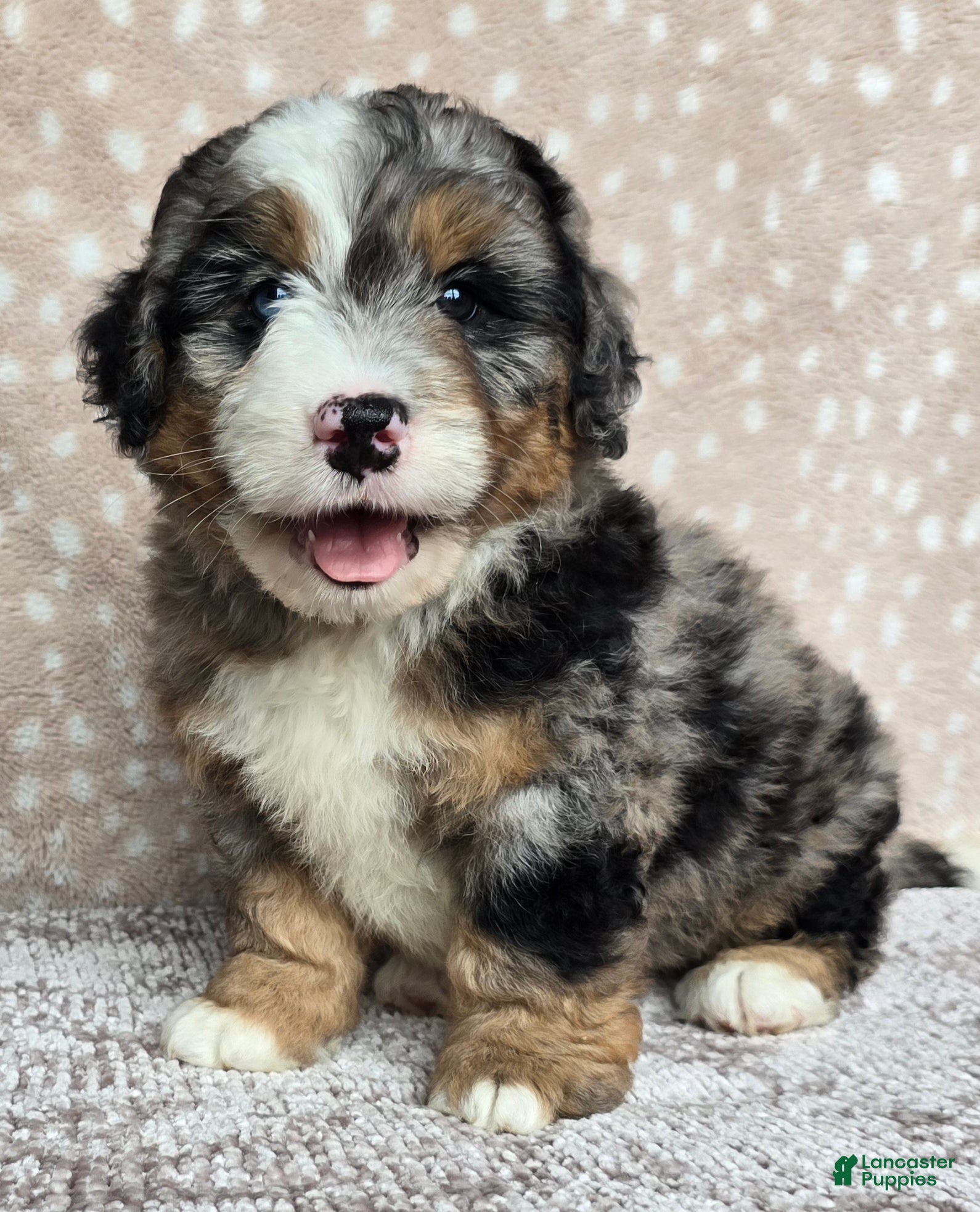 Mini Bernedoodle dogs Mini Shadow - Ad 1
