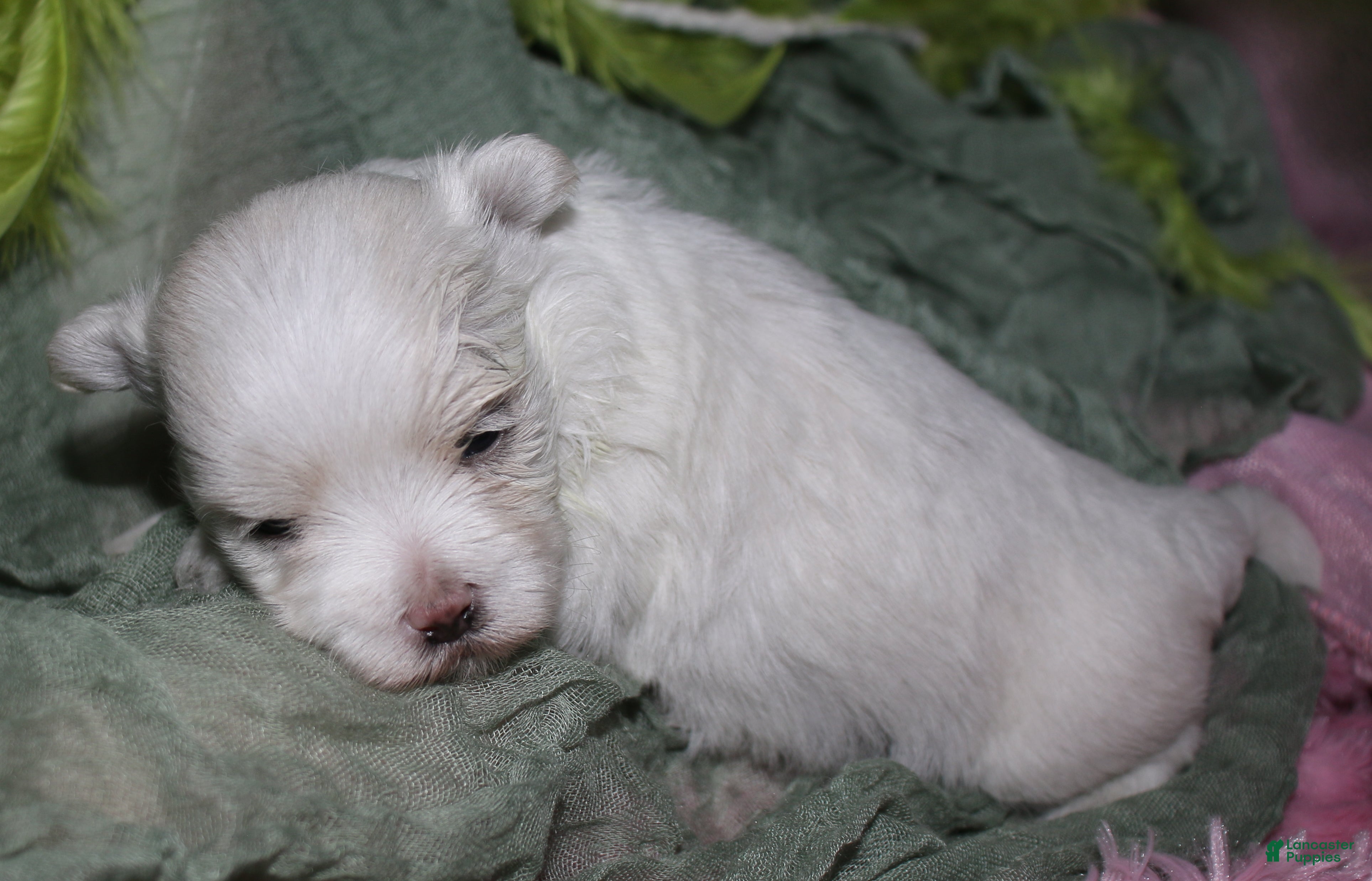 Maltese dogs for sale: Conrad - Ad 4