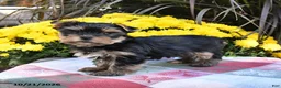 Yorkshire Terrier dogs for sale: Toby - Ad 4
