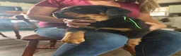 Rottweiler dogs for sale: Rottweiler Puppy 1 - Ad 2