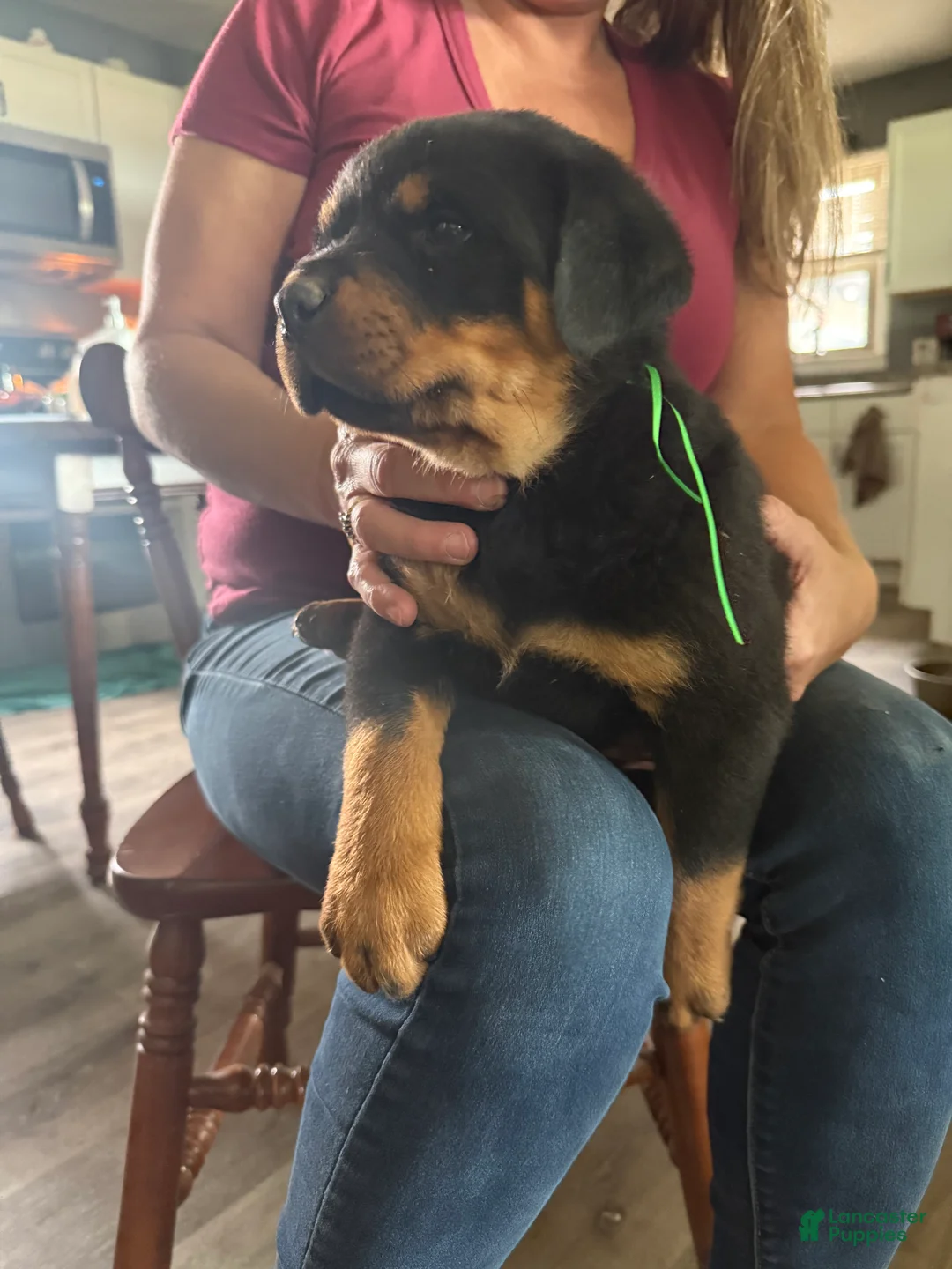 Rottweiler dogs for sale: Rottweiler Puppy 1 - Ad 2