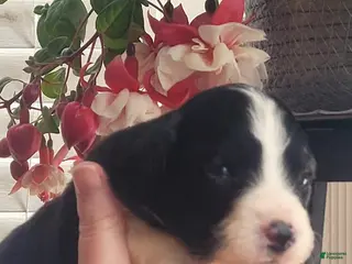 Australian Shepherd dogs Australian Shepherd Puppy 3 - Ad 27