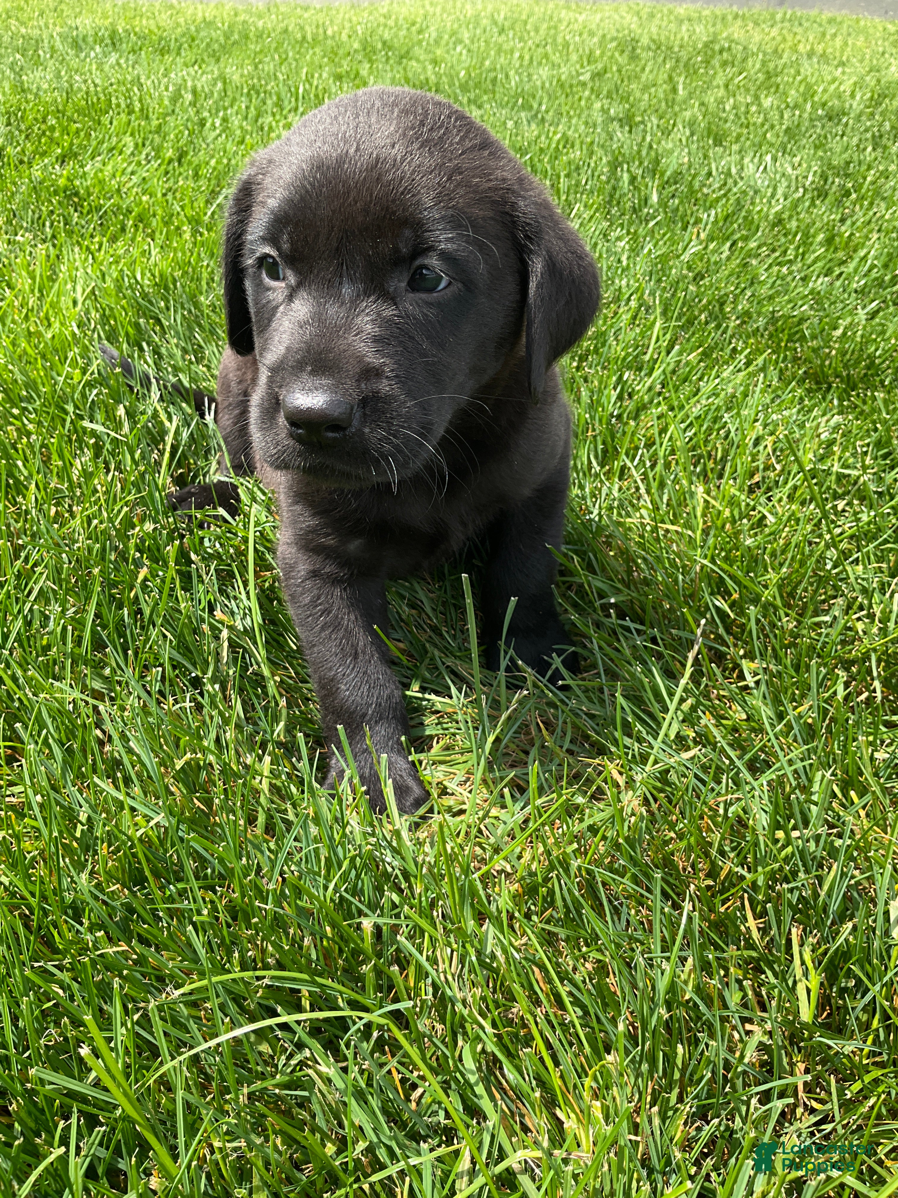 Labrador Retriever dogs for sale: Maverick - Ad 1