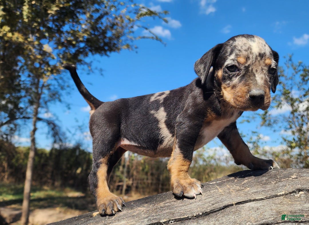 Catahoula Leopard Dog dogs for sale: Houdini 2025 Female 3 - Ad 6