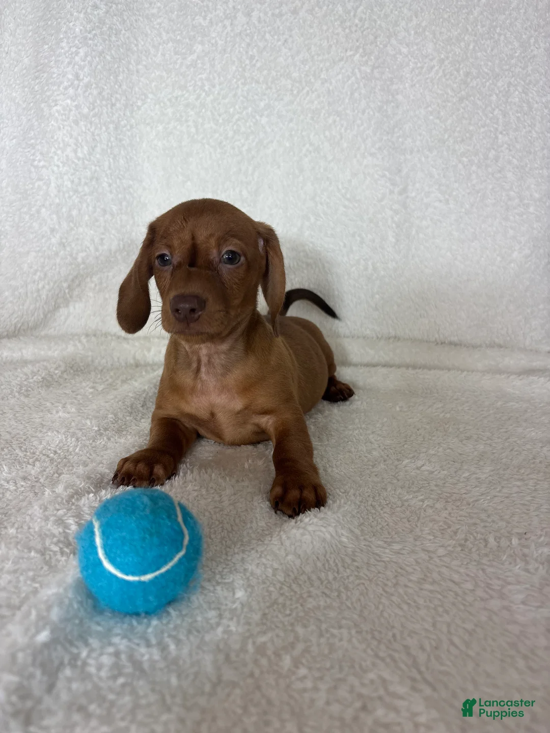 Dachshund dogs for sale: Dexter - Ad 2
