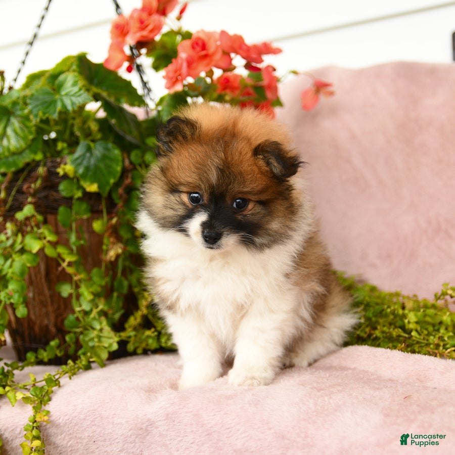 Pomeranian dogs Sebastian - Ad 1