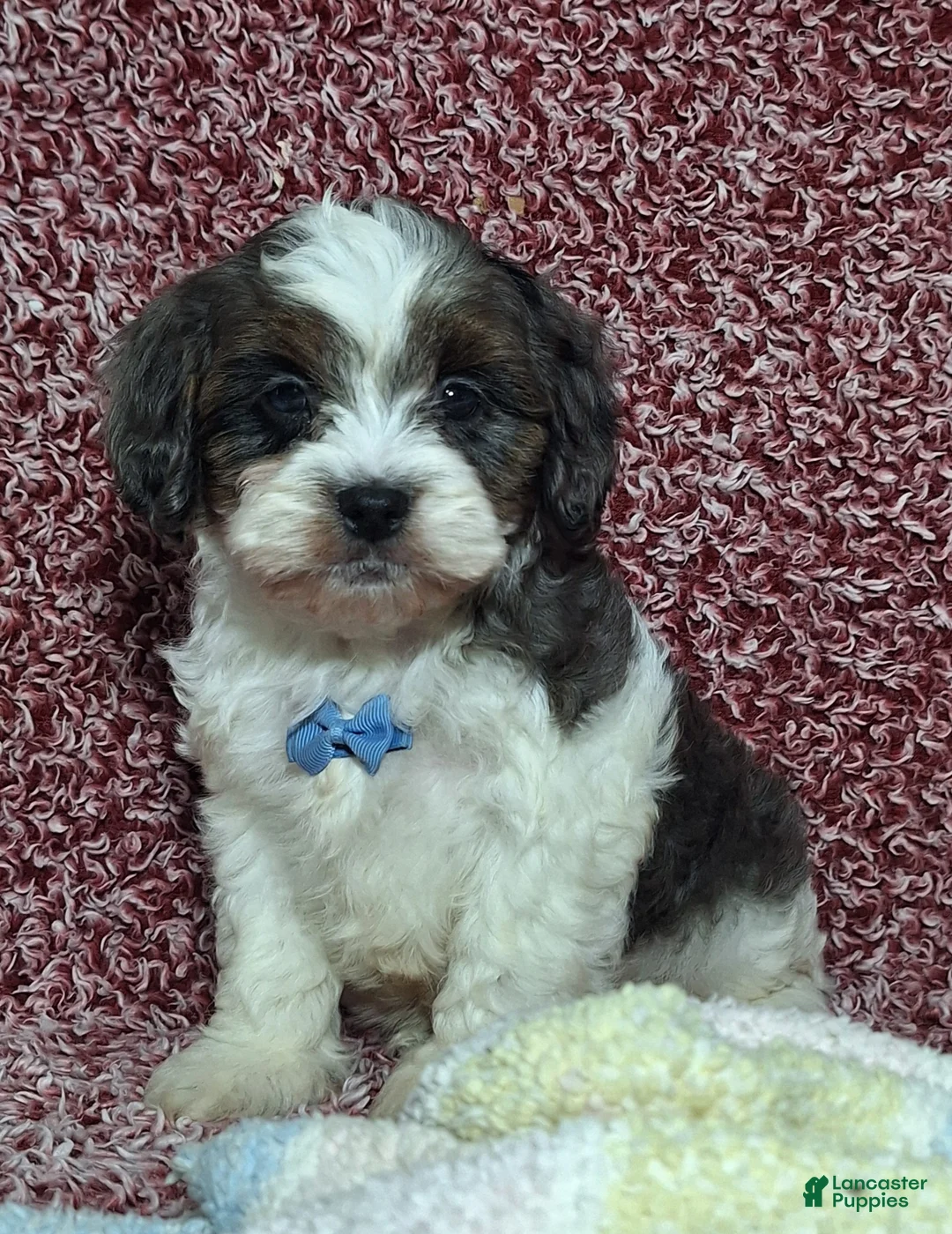 Cavapoo dogs for sale: Charles - Ad 2