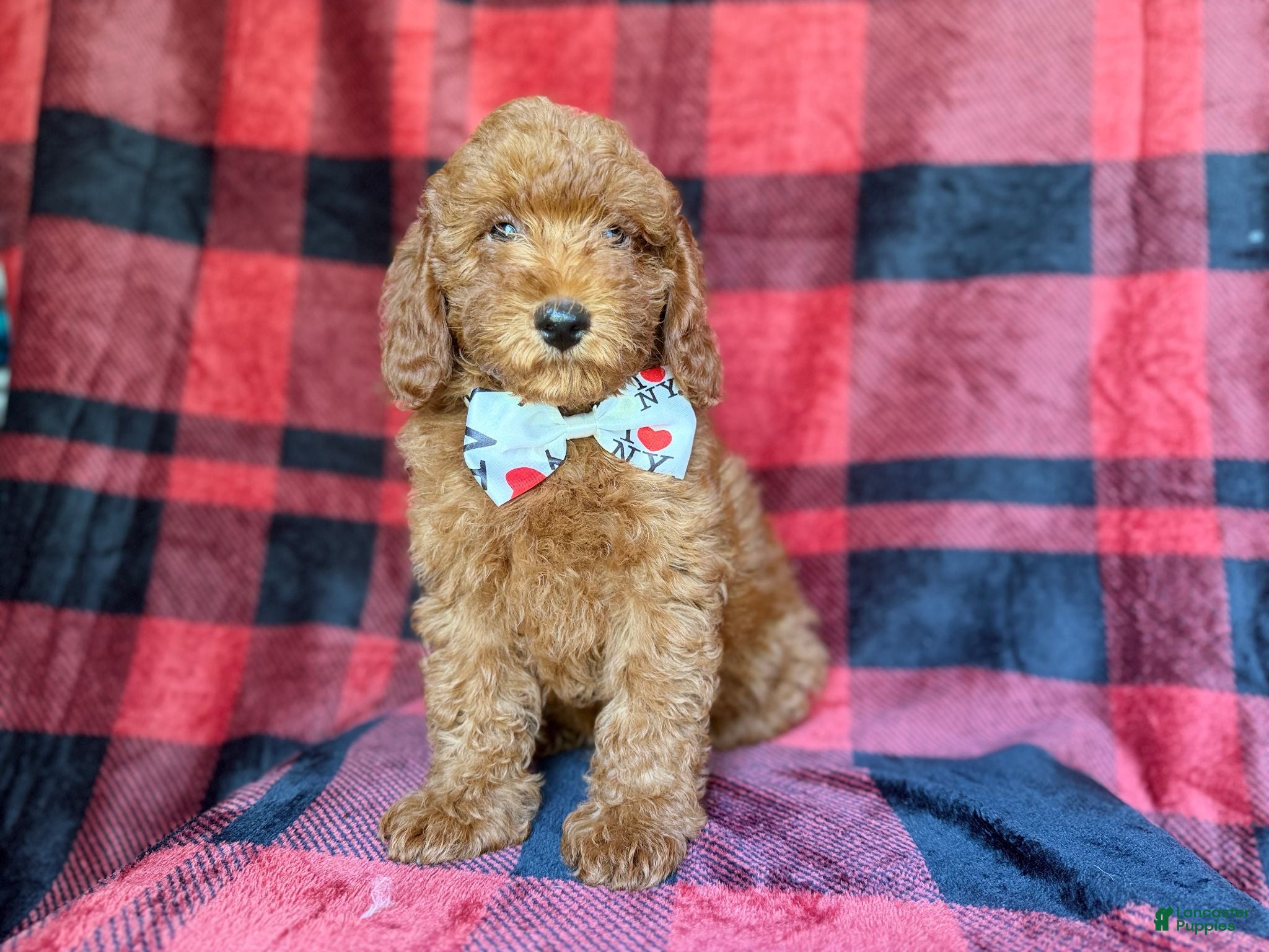 Miniature Poodle dogs Samuel - Ad 5