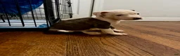 American Pit Bull Terrier dogs for sale: American Pit Bull Terrier 6 - Ad 2