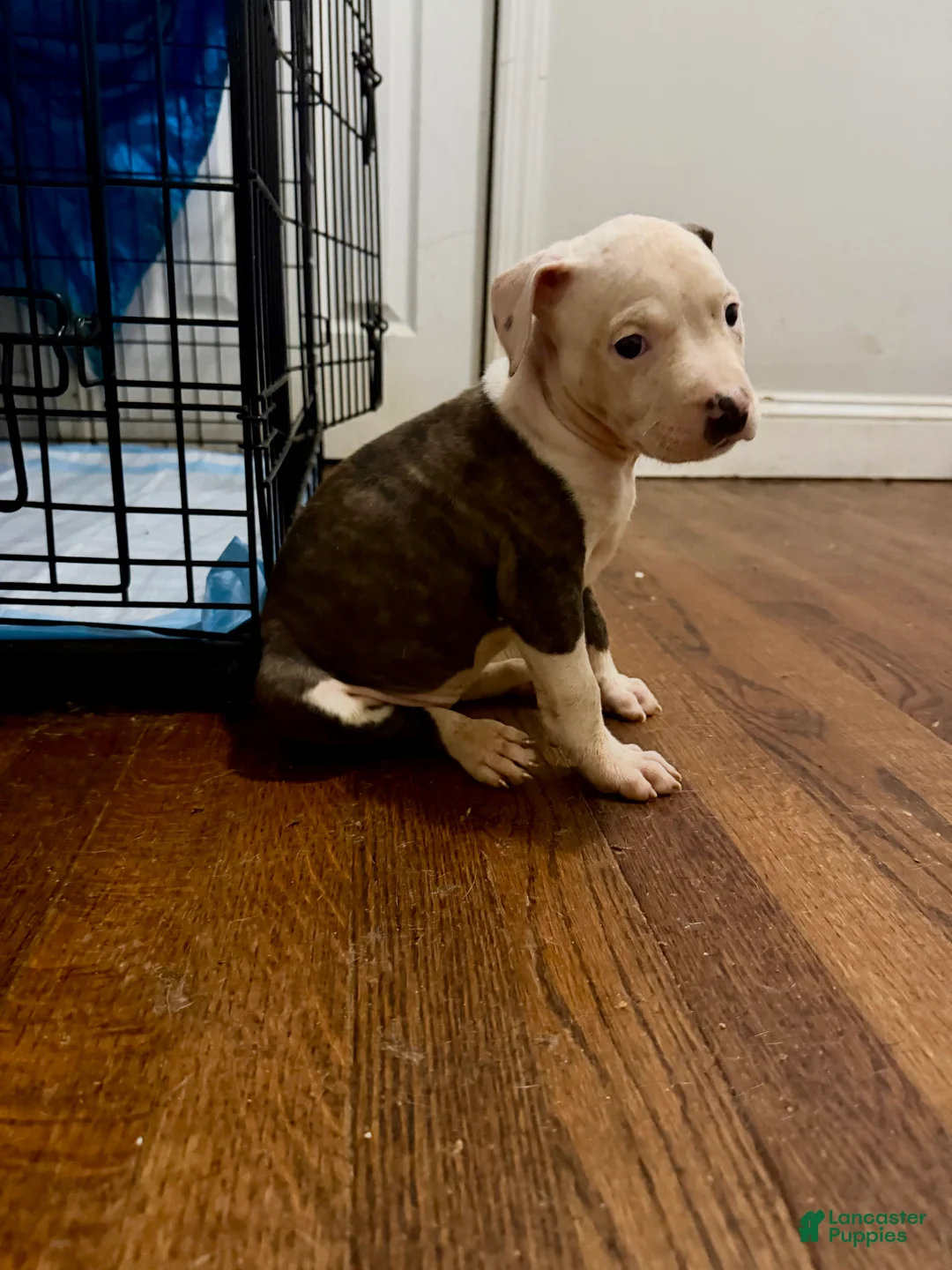 American Pit Bull Terrier dogs for sale: American Pit Bull Terrier 6 - Ad 2