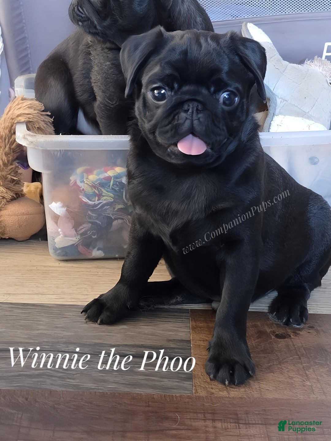 Pug Preloved Tibetan Spaniel Dog Breed Pug Cross Shih Tzu For Sale