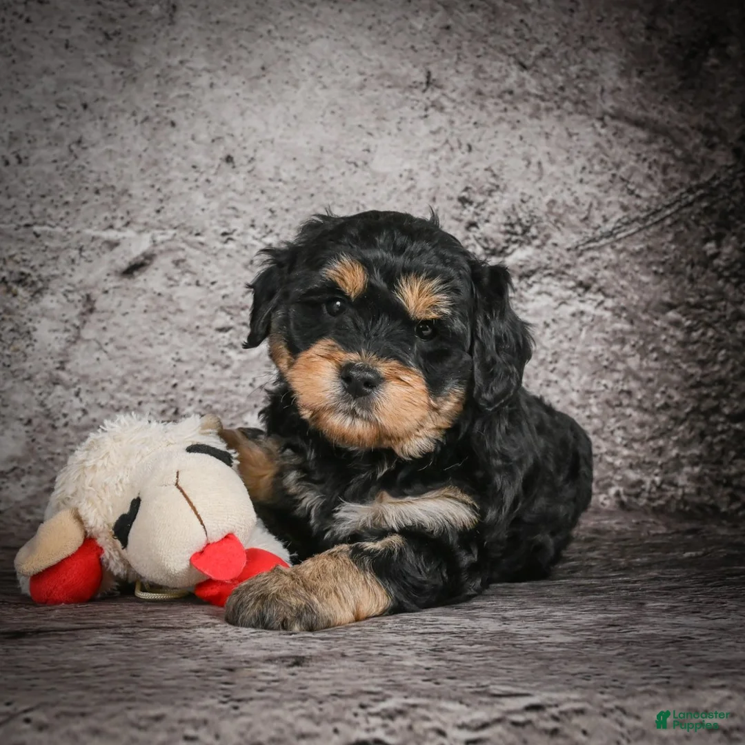 Mini Goldendoodle dogs for sale: Madelyn - Ad 5