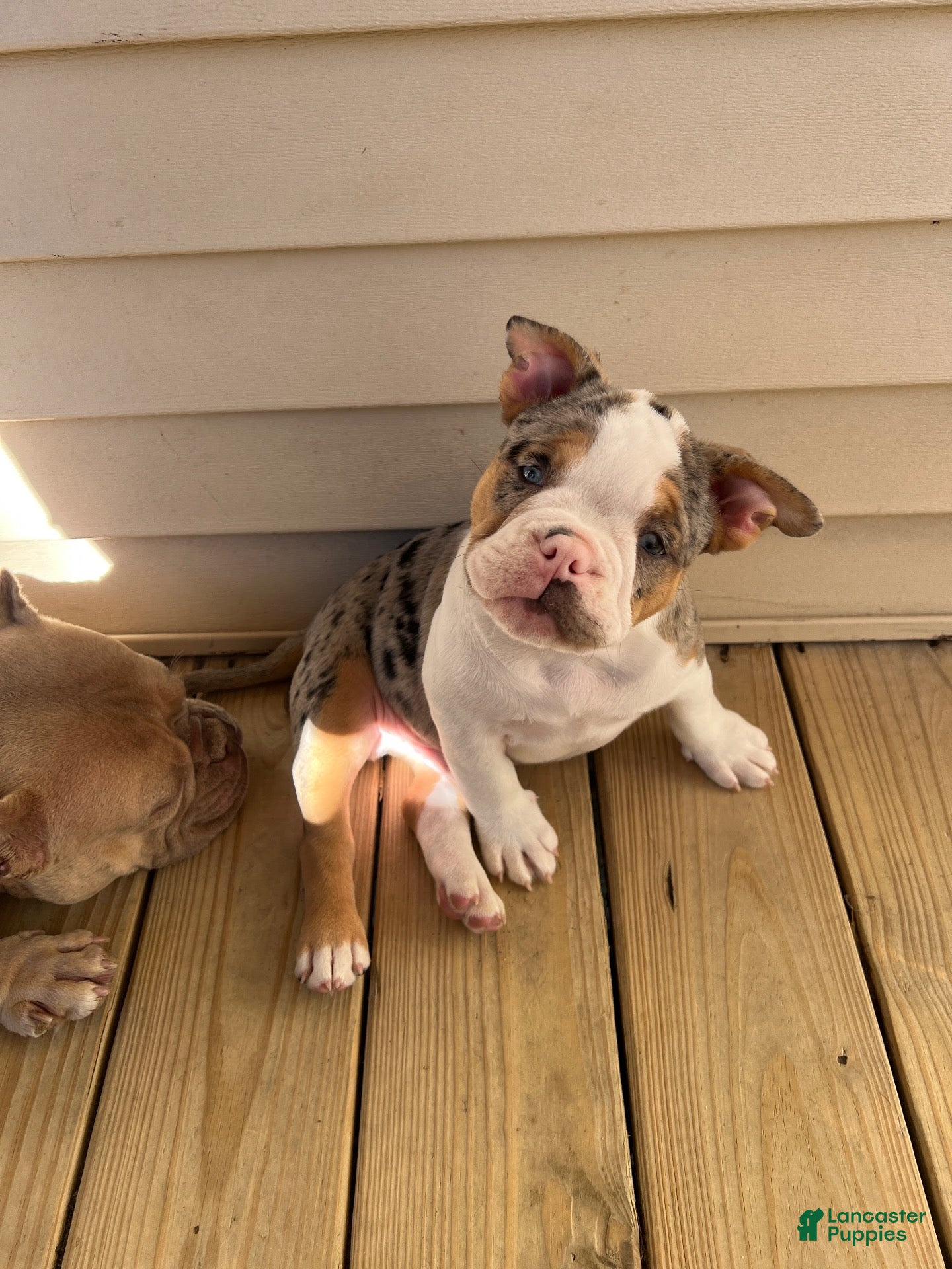 American Bully dogs American Bully 1 - Ad 1