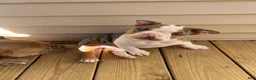 American Bully dogs for sale: American Bully 1 - Ad 1