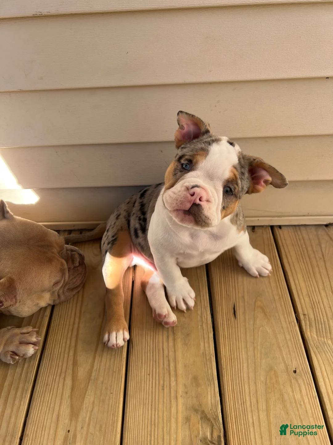 American Bully dogs for sale: American Bully 1 - Ad 1