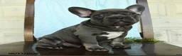 French Bulldog dogs for sale: Logan - Ad 3