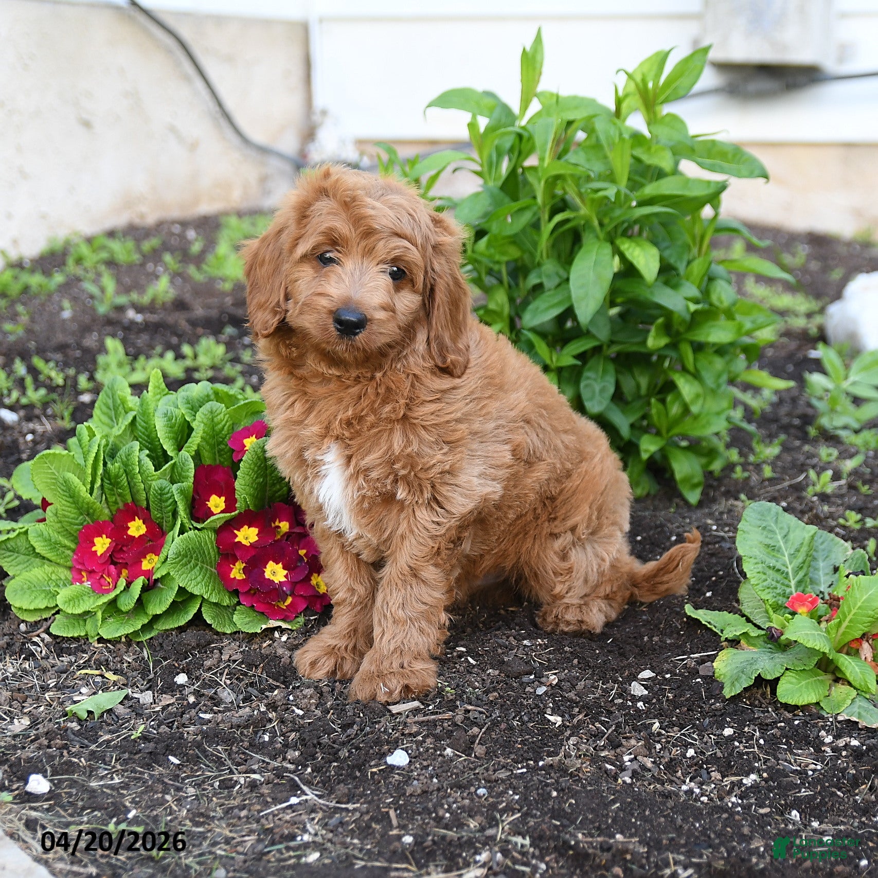 Mini Goldendoodle dogs Danny - Ad 1