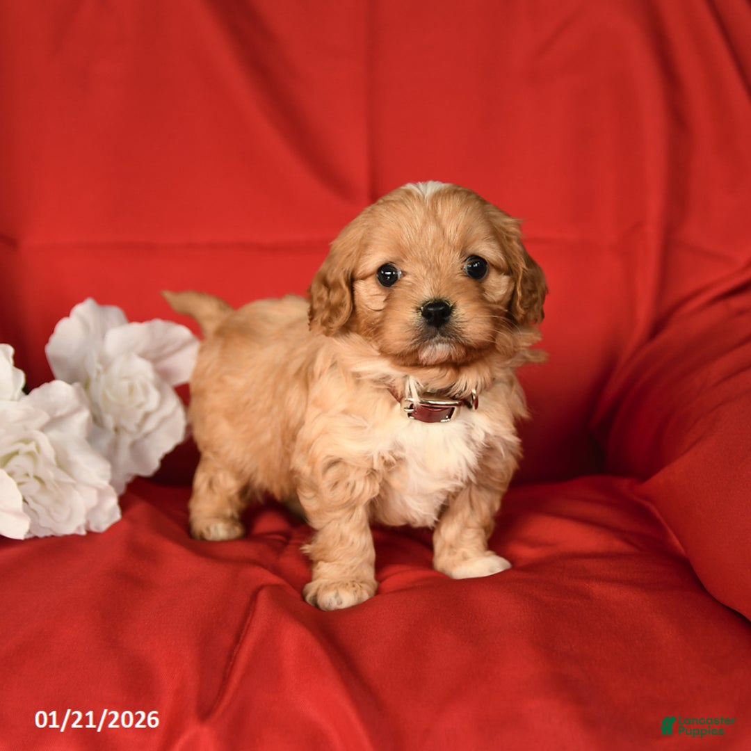 Cavapoo dogs for sale: Curt - Ad 2