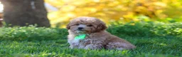 Yorkiepoo dogs for sale: Theo - Ad 4