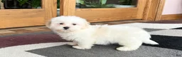 Lhasa Apso dogs for sale: Peaches - Ad 7