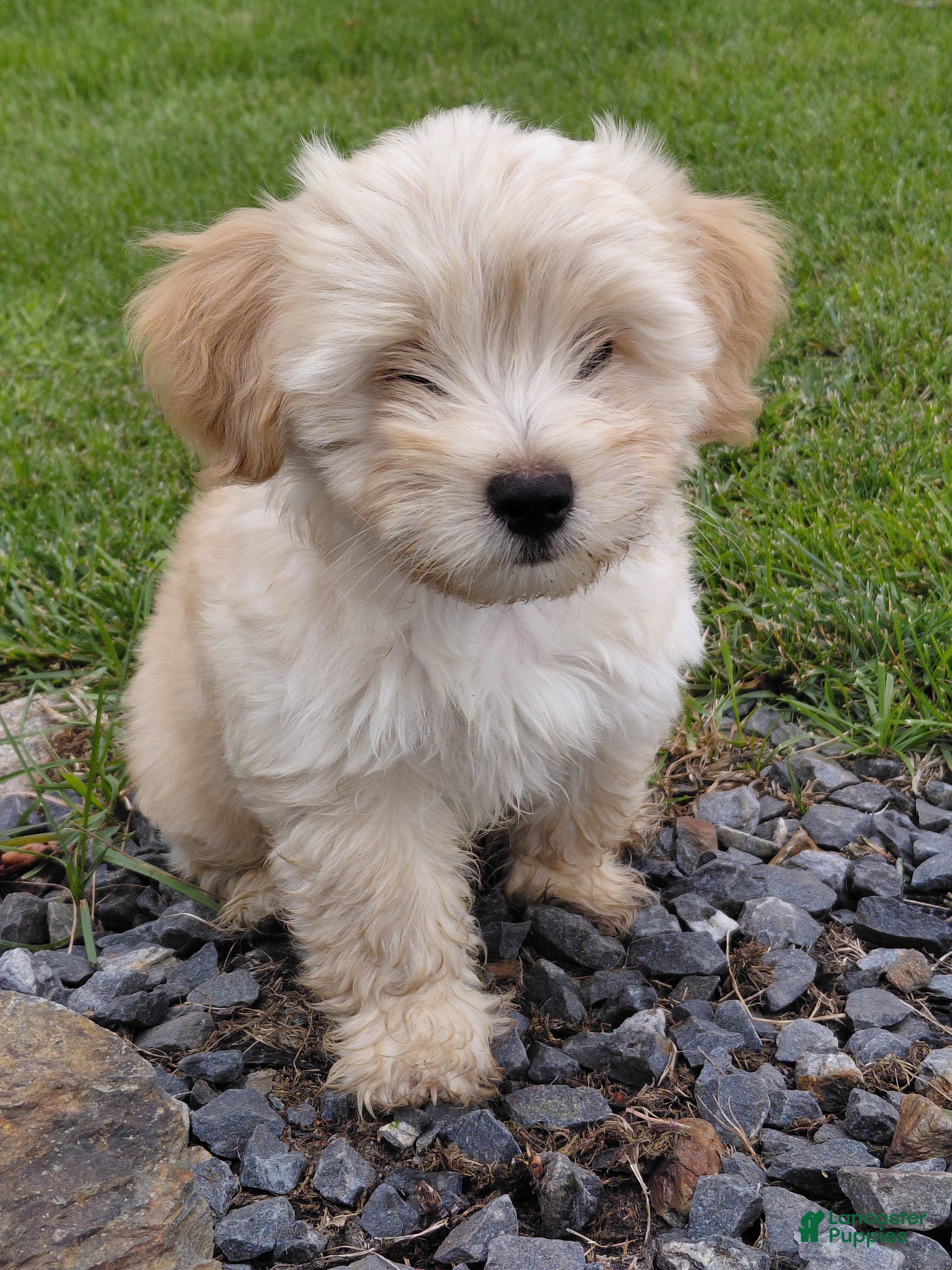 Mixed Breed dogs Simeon - Ad 32