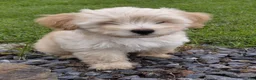 Mixed Breed dogs for sale: Simeon - Ad 1