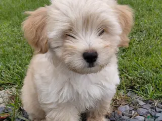 Mixed Breed dogs Simeon - Ad 22