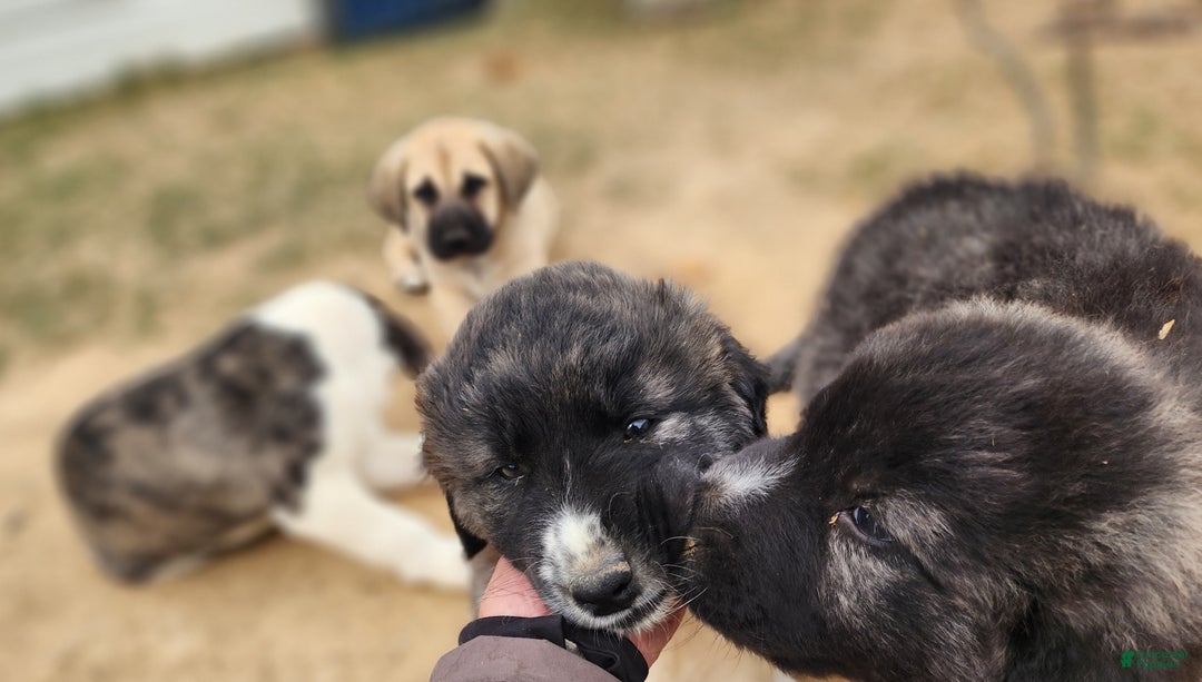 Anatolian Shepherd dogs for sale: Zena 2025 F1 ASD puppy - Ad 24