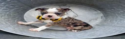 Boston Terrier dogs for sale: Henry - Ad 3
