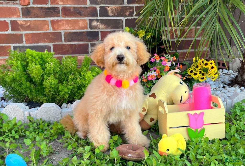 Maltipoo dogs Aurora - Ad 1