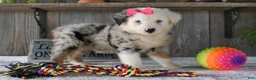 Australian Shepherd dogs for sale: Twinkle - Ad 4