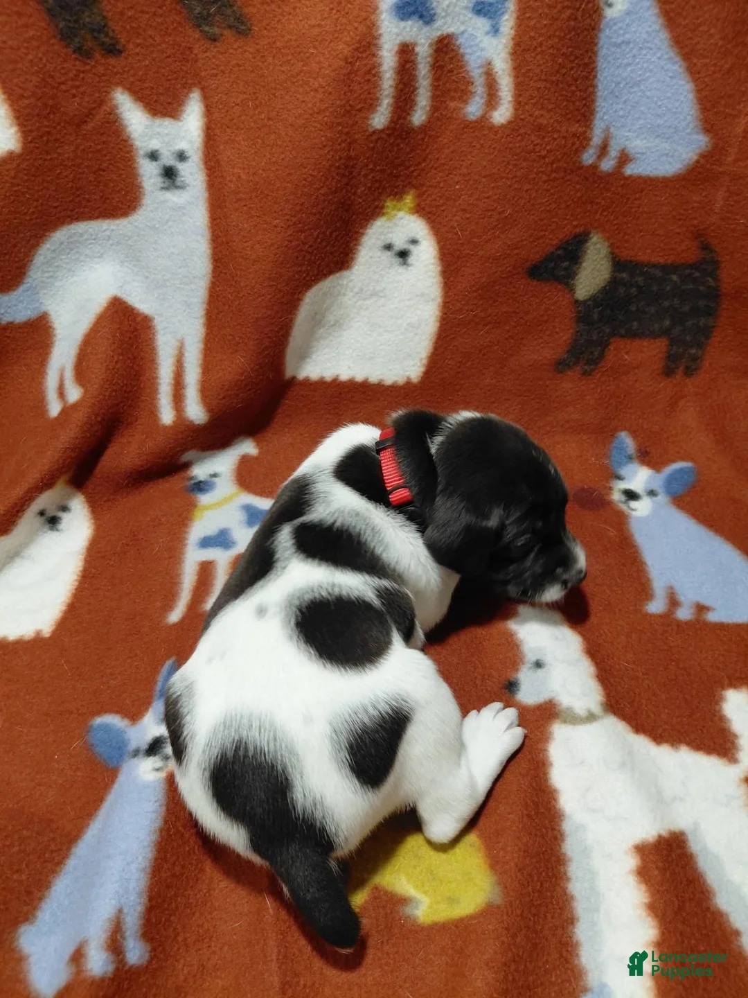 German Shorthaired Pointer dogs for sale: Potter - Ad 1