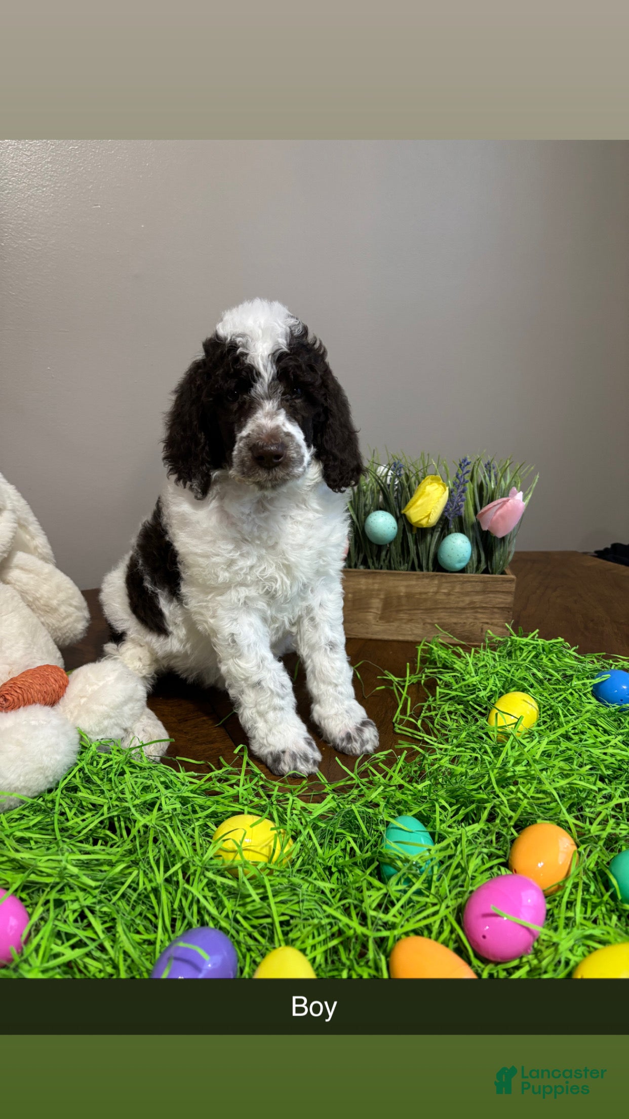 Standard Poodle dogs Bruno - Ad 1