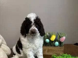 Standard Poodle dogs for sale: Bruno - Ad 4