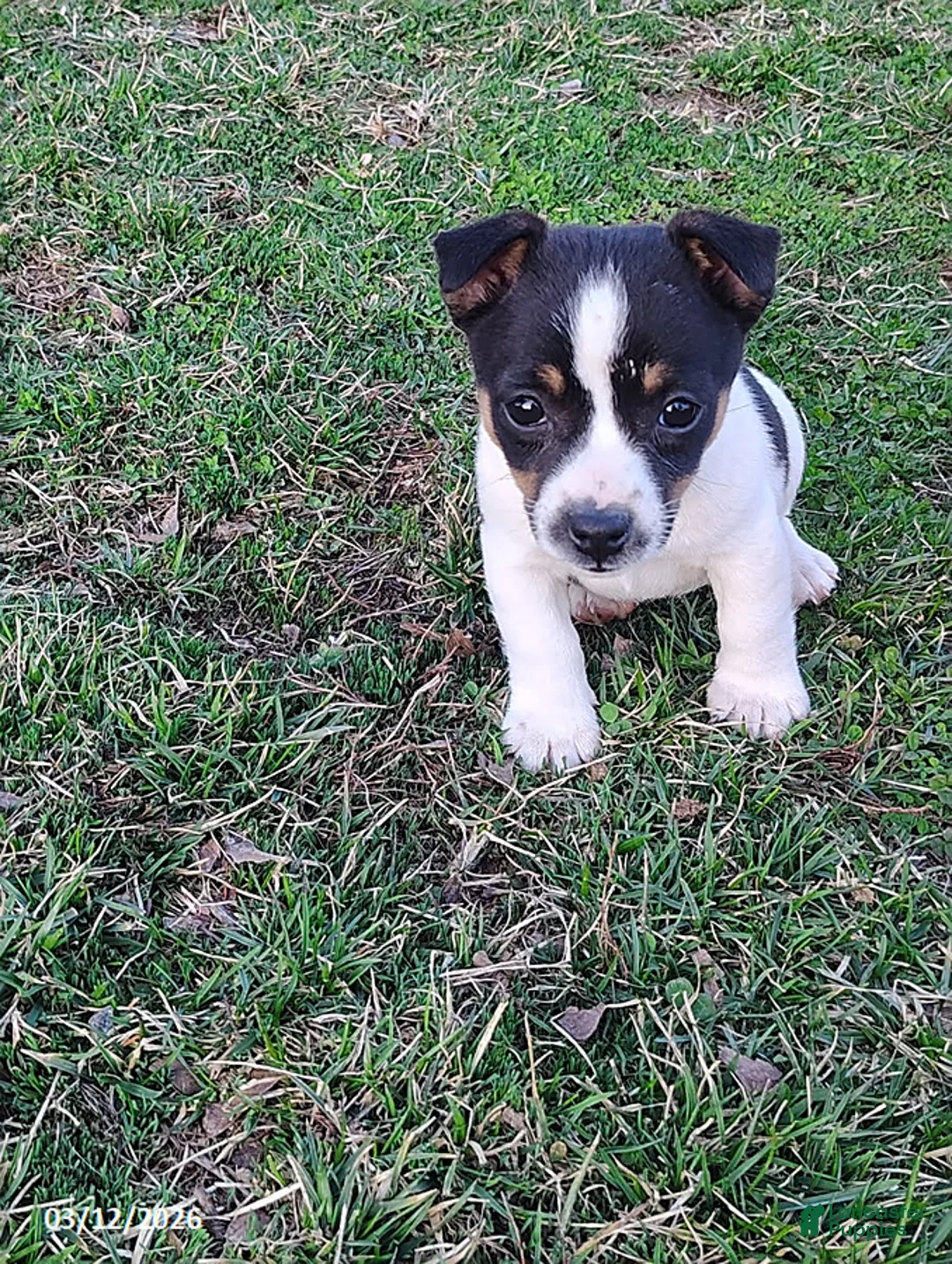 Jack Russell Terrier dogs for sale: Japser - Ad 1