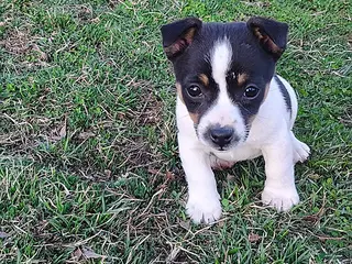 Jack Russell Terrier dogs for sale: Japser - Ad 1