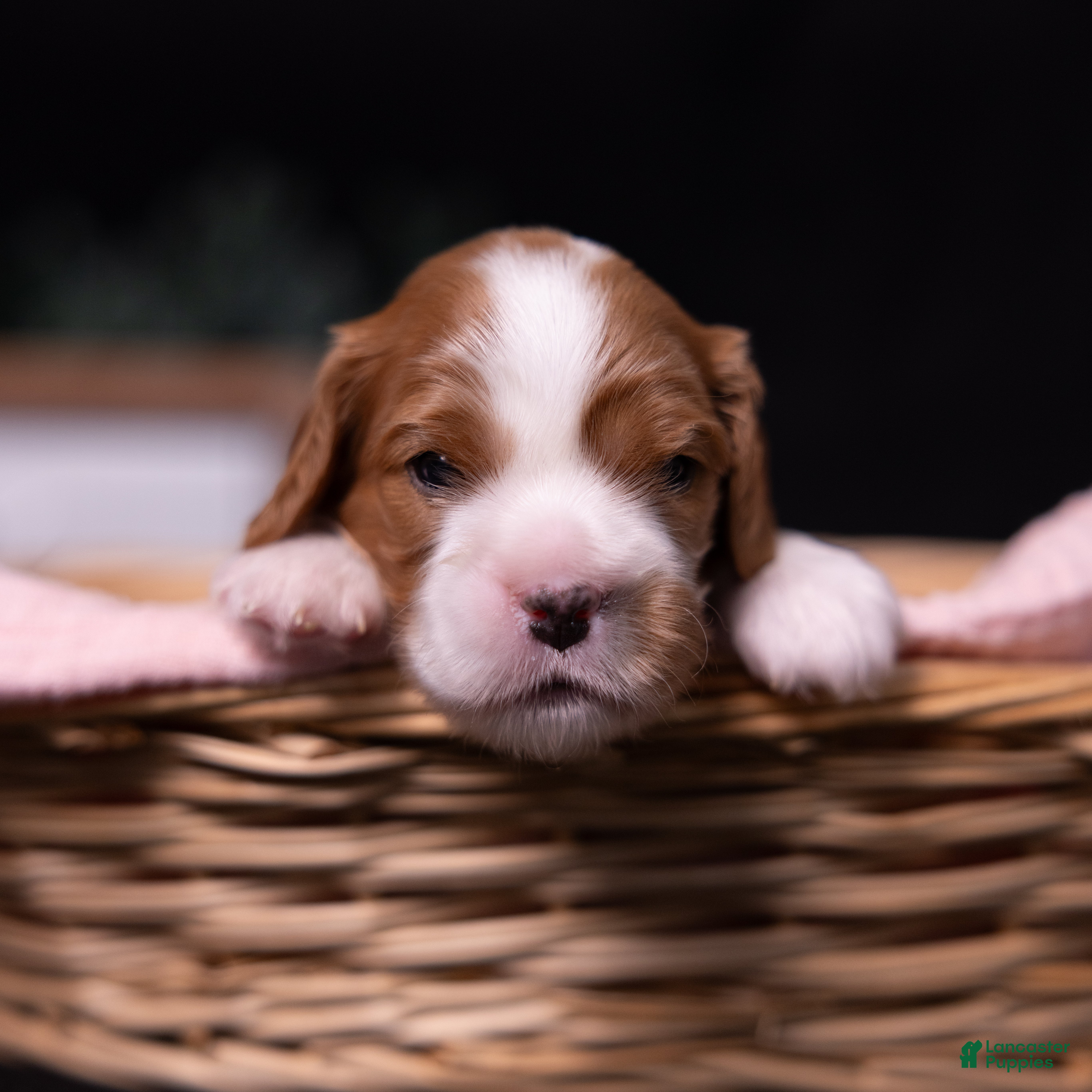 Cavalier King Charles Spaniel dogs Harmony - Ad 1