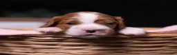 Cavalier King Charles Spaniel dogs for sale: Harmony - Ad 1