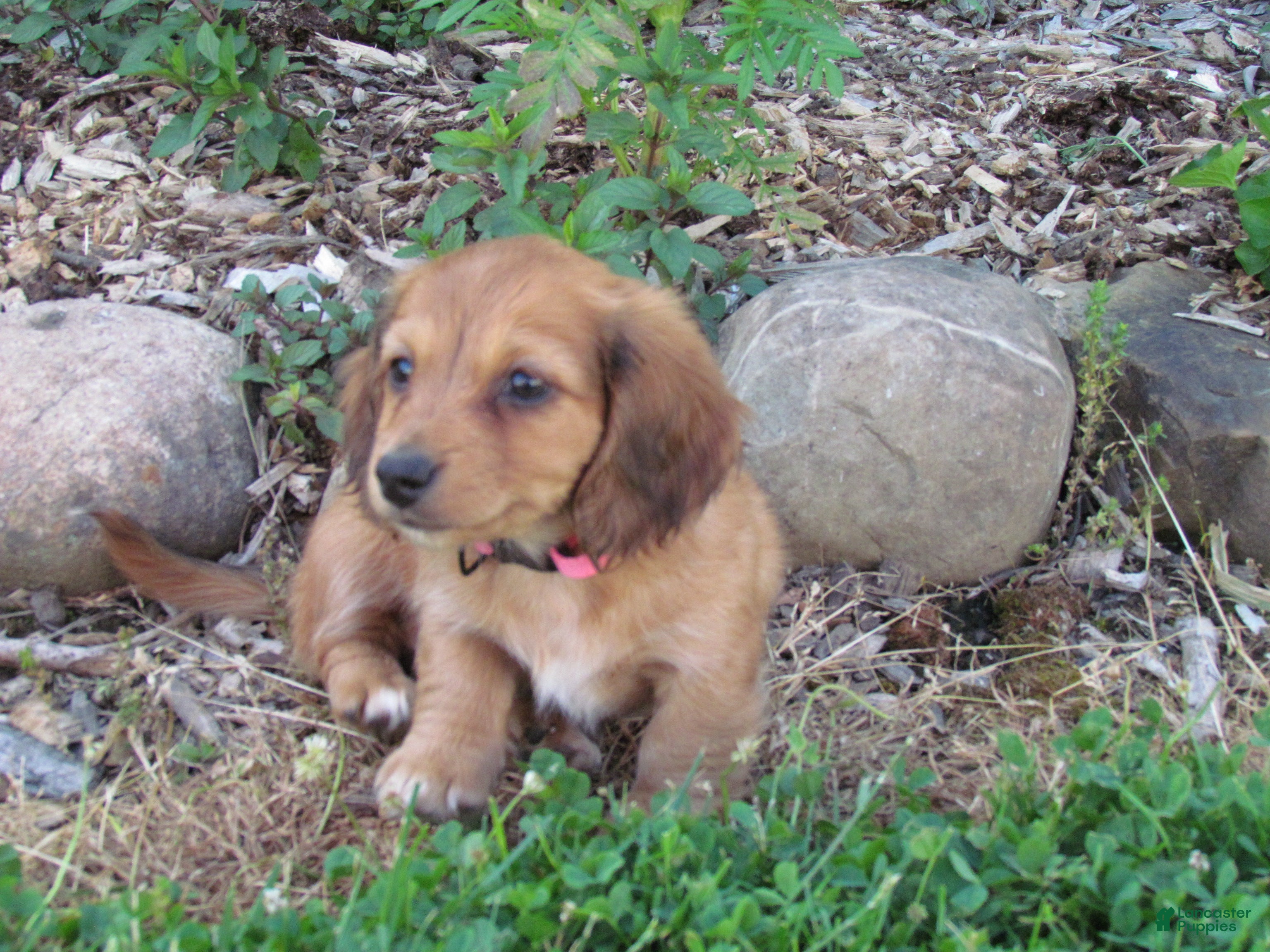 Miniature Dachshund dogs Peanut - Ad 20
