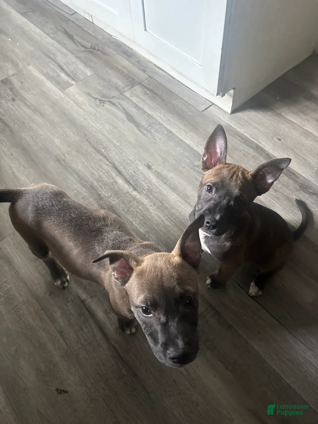 Mixed Breed dogs for sale: Mixed Breed Puppy 1 - Ad 2