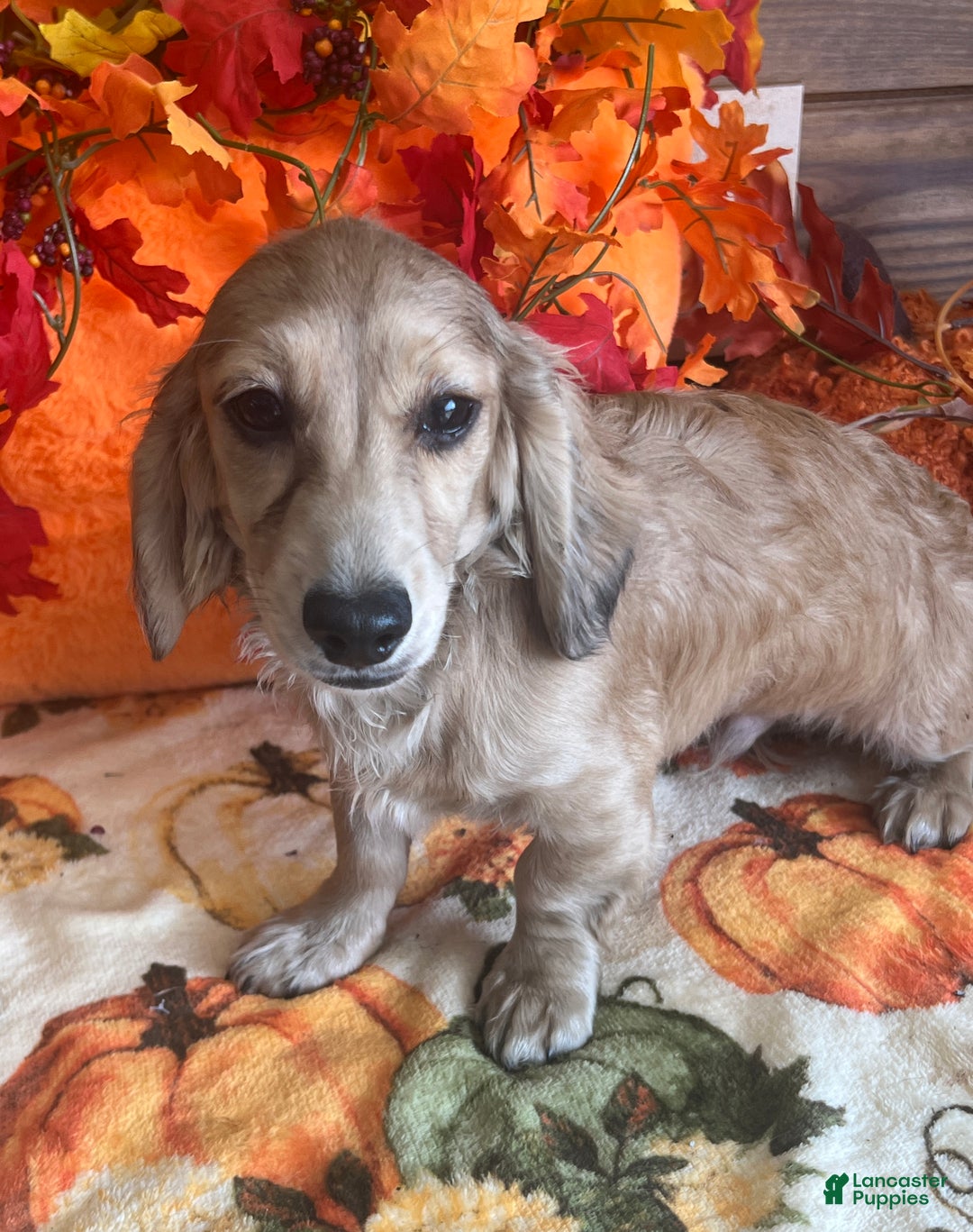 Dachshund dogs for sale: Daniel - Ad 2