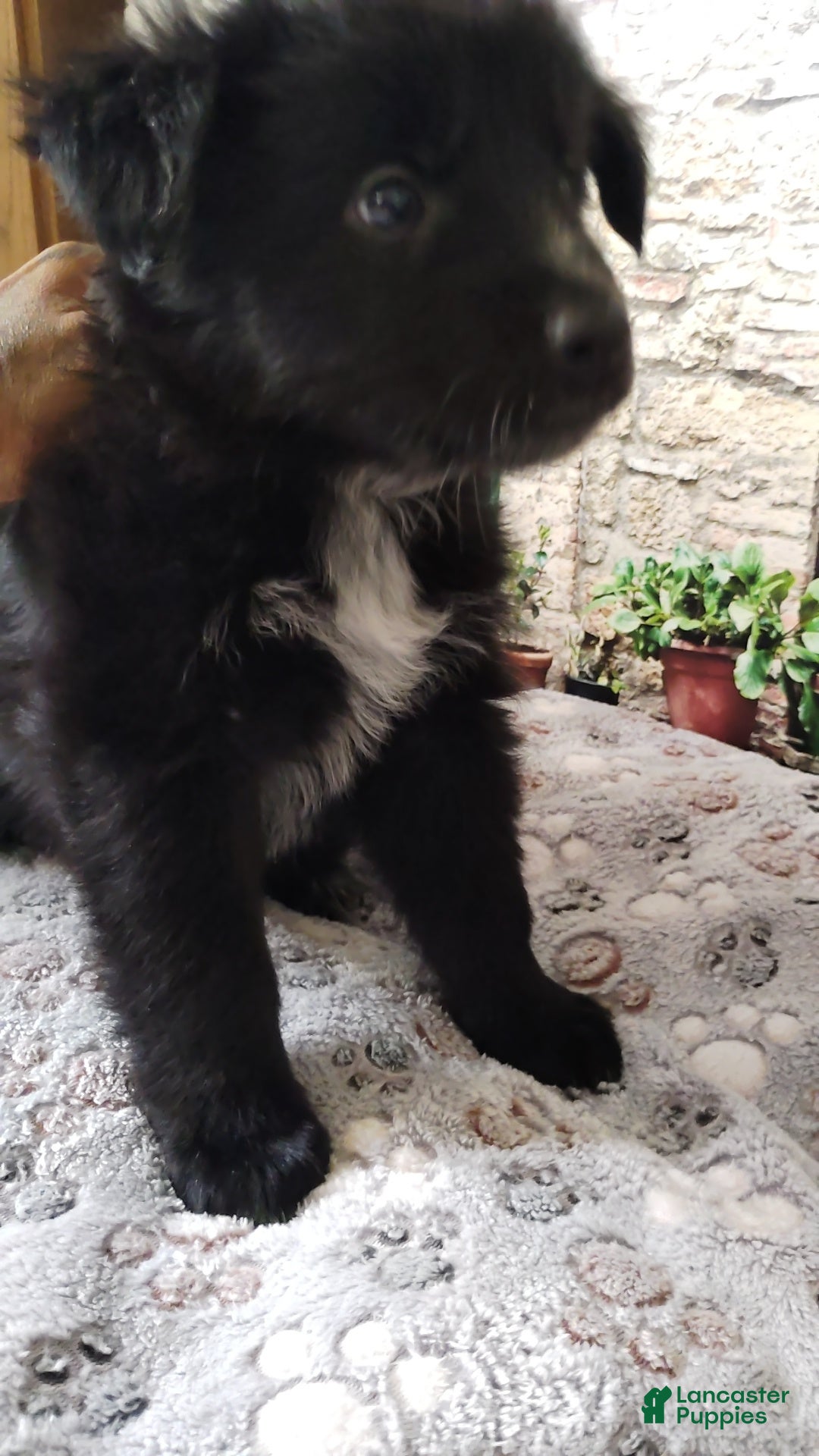 Mixed Breed dogs Mixed Breed 4 - Ad 1