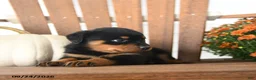 Rottweiler dogs for sale: Paisley - Ad 3